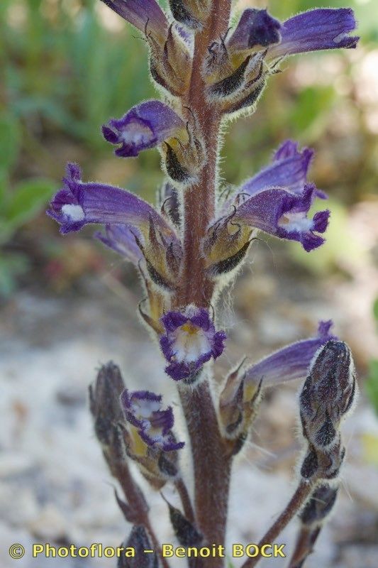 Phelipanche lavandulacea other