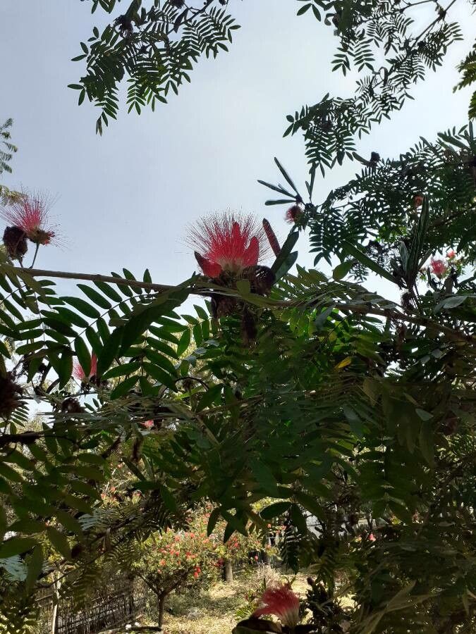 Calliandra surinamensis flower