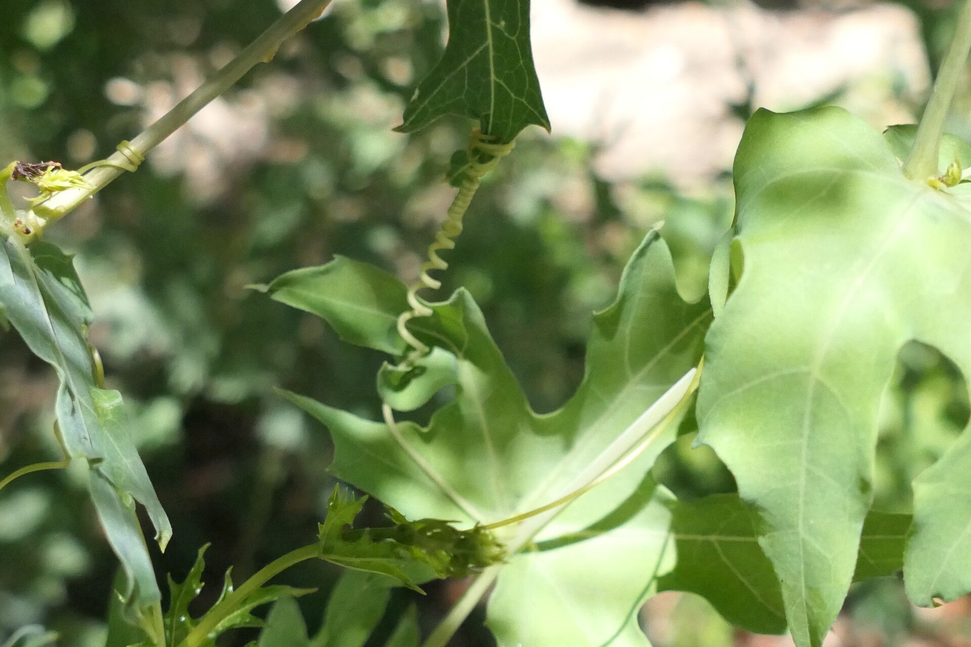 Coccinia sessilifolia bark