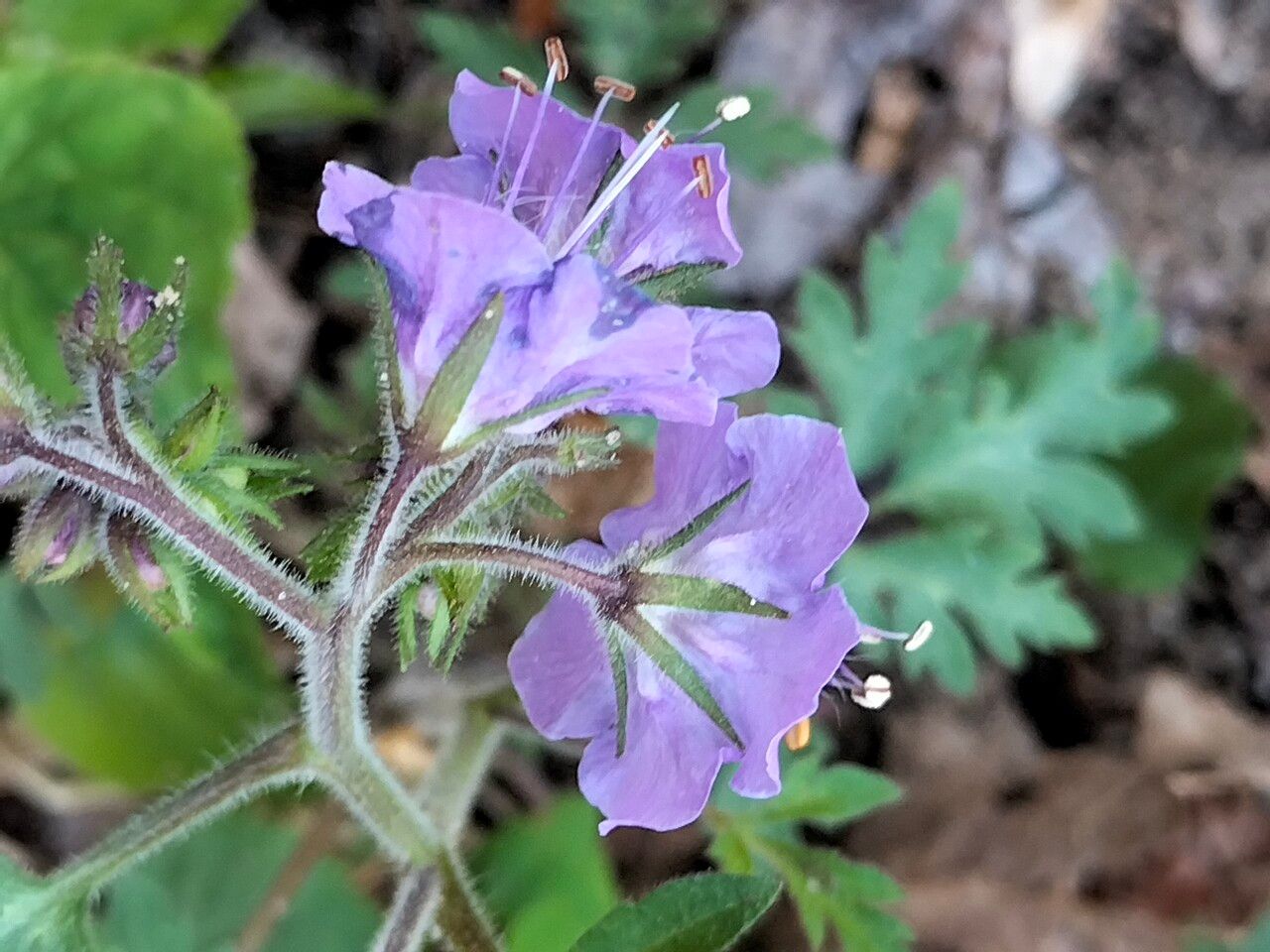 Phacelia bipinnatifida bark