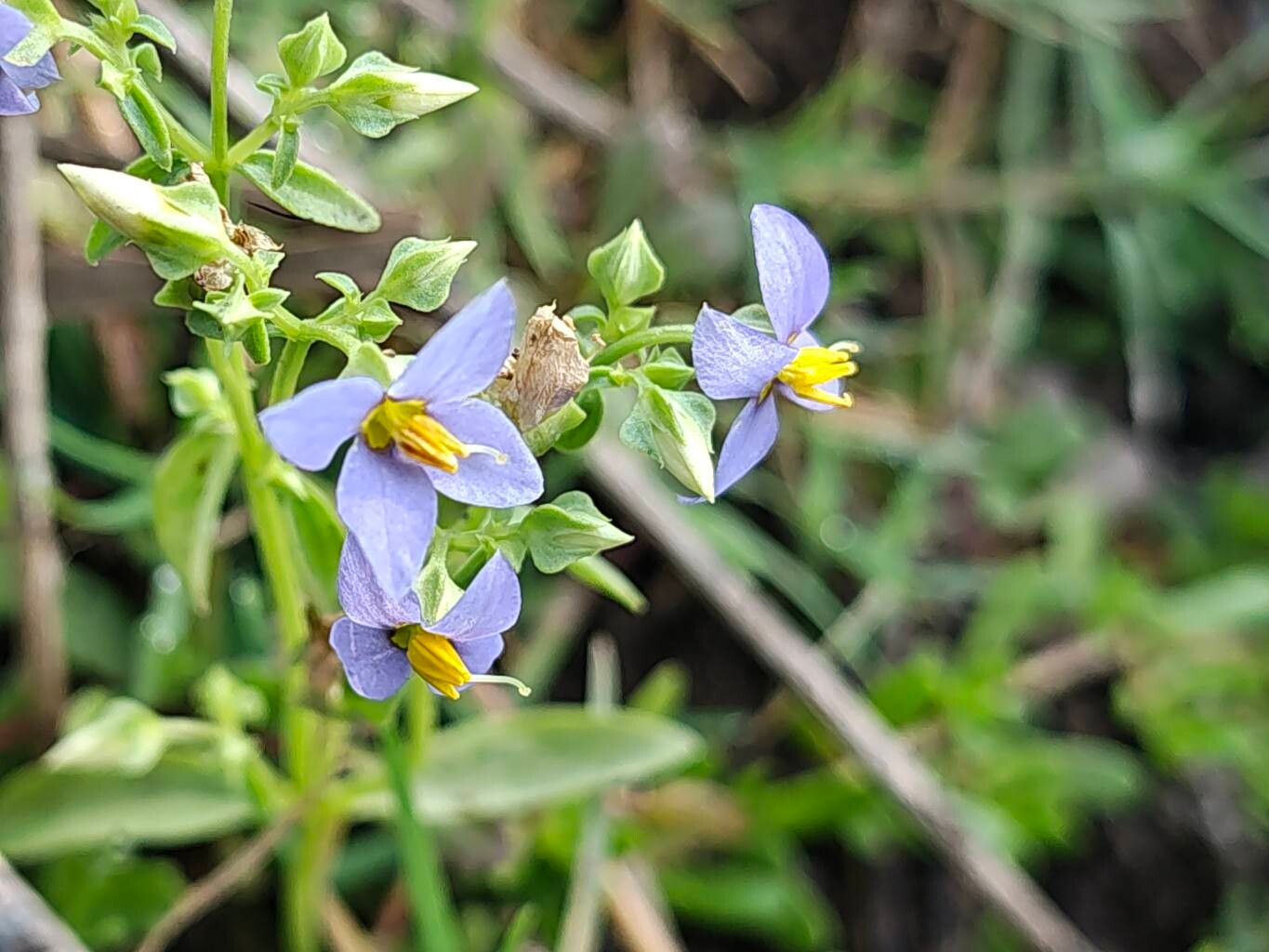 Exacum pedunculatum flower
