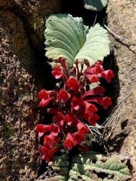 Streptocarpus dunnii habit