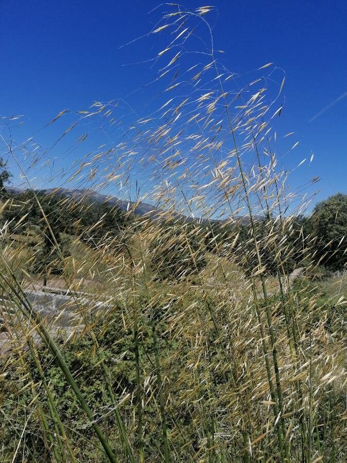 Celtica gigantea flower