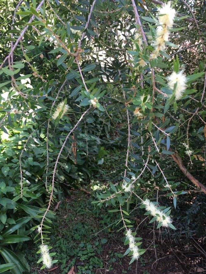 Myrciaria delicatula flower