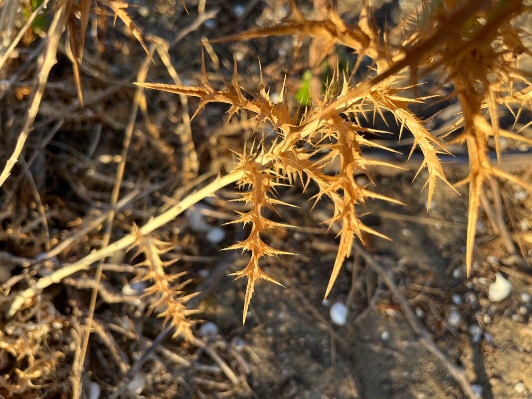 Carlina curetum leaf