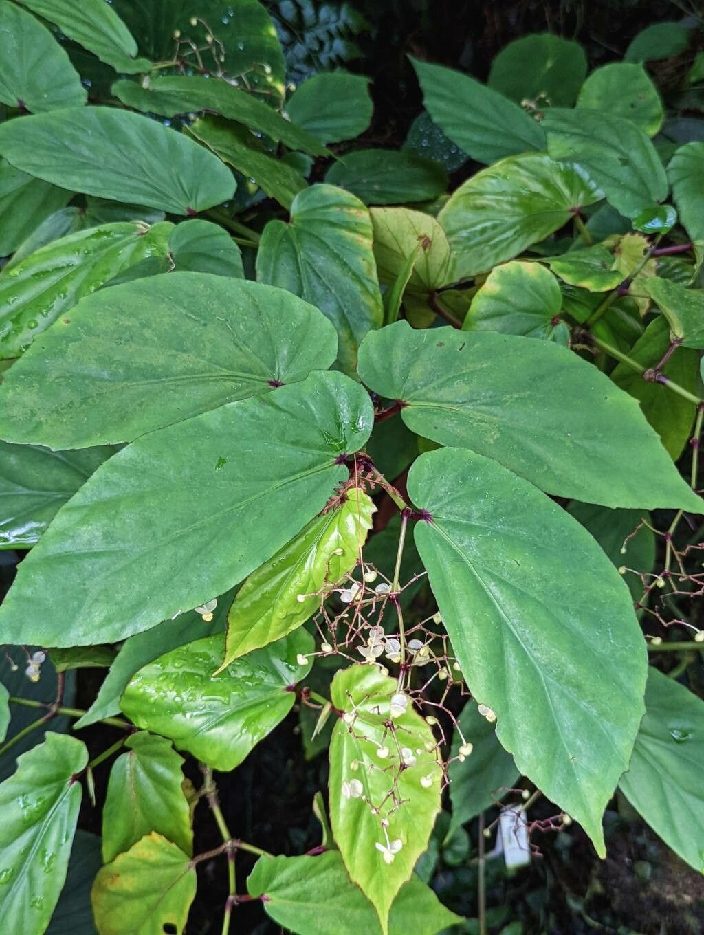Begonia isoptera leaf