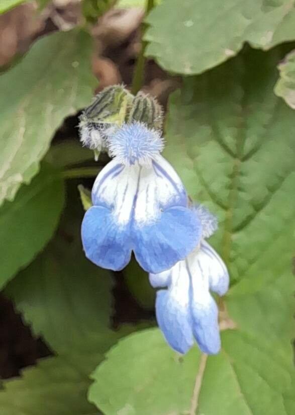 Salvia rypara flower