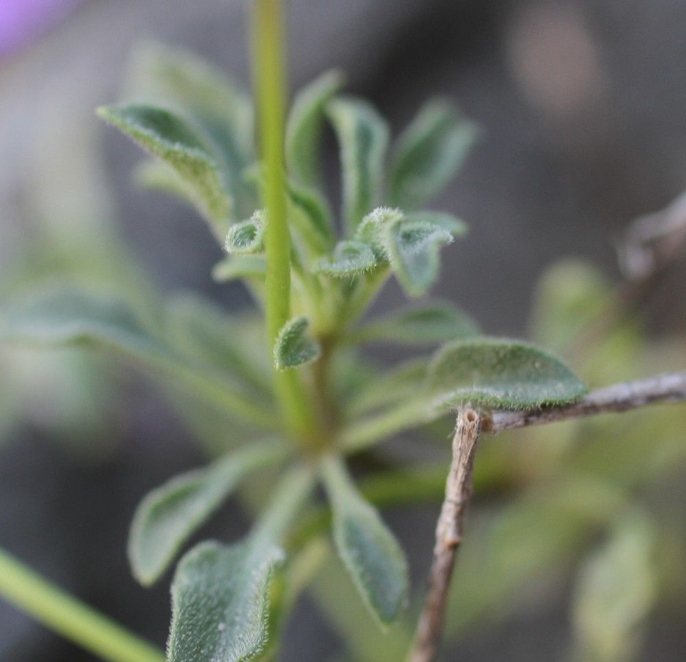Viola valderia other