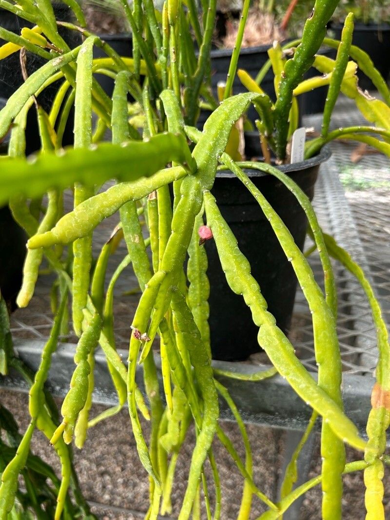 Pfeiffera boliviana flower