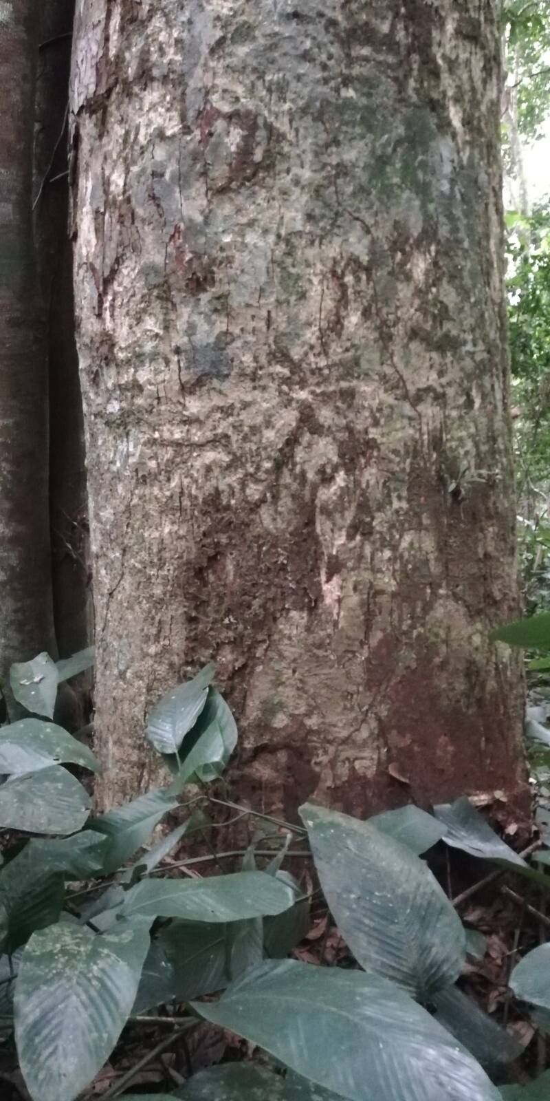 Daniellia pynaertii bark