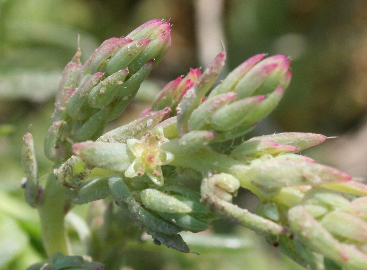 Spirobassia hirsuta flower