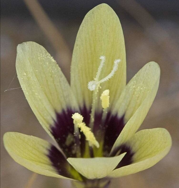Geissorhiza barkerae — related species from the same genus