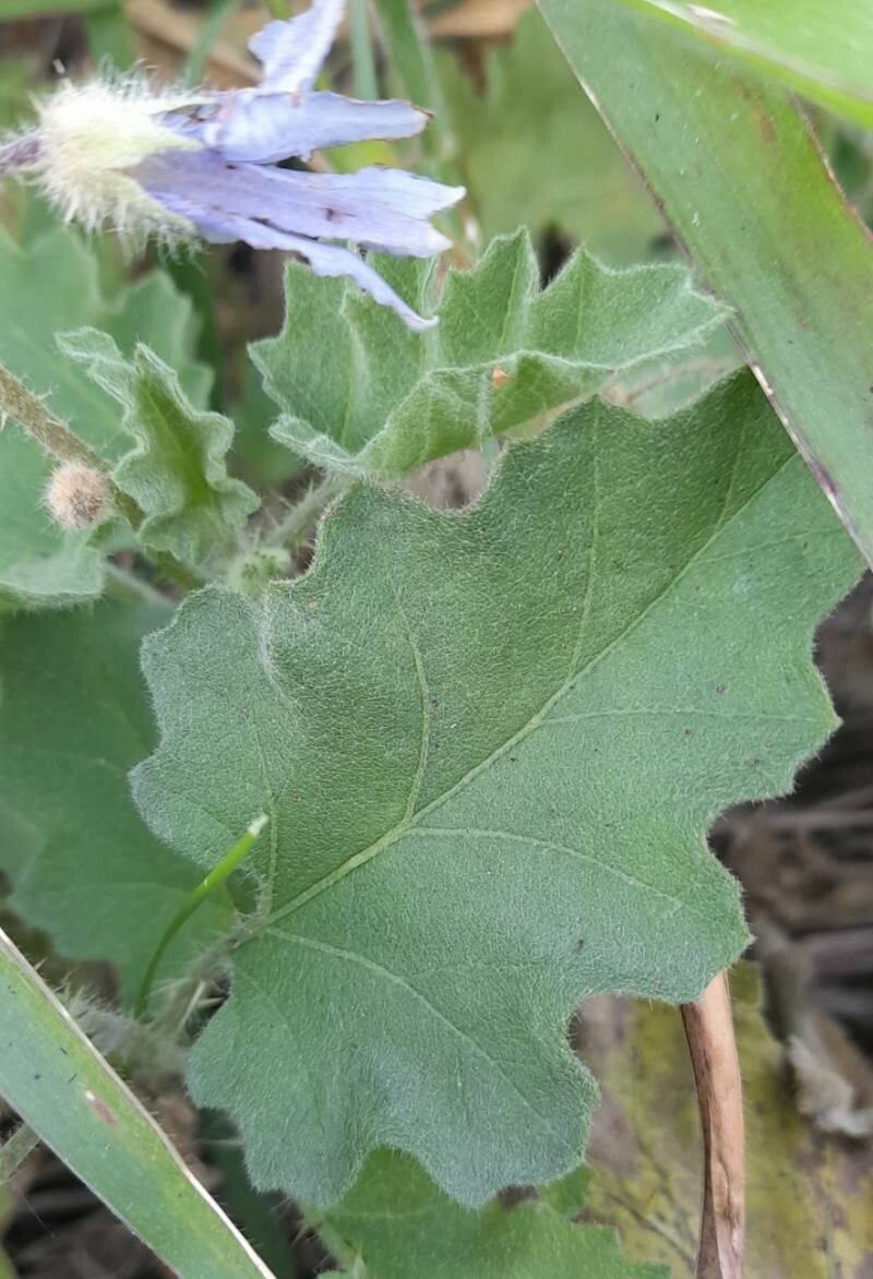 Solanum comptum — houseplant care guide