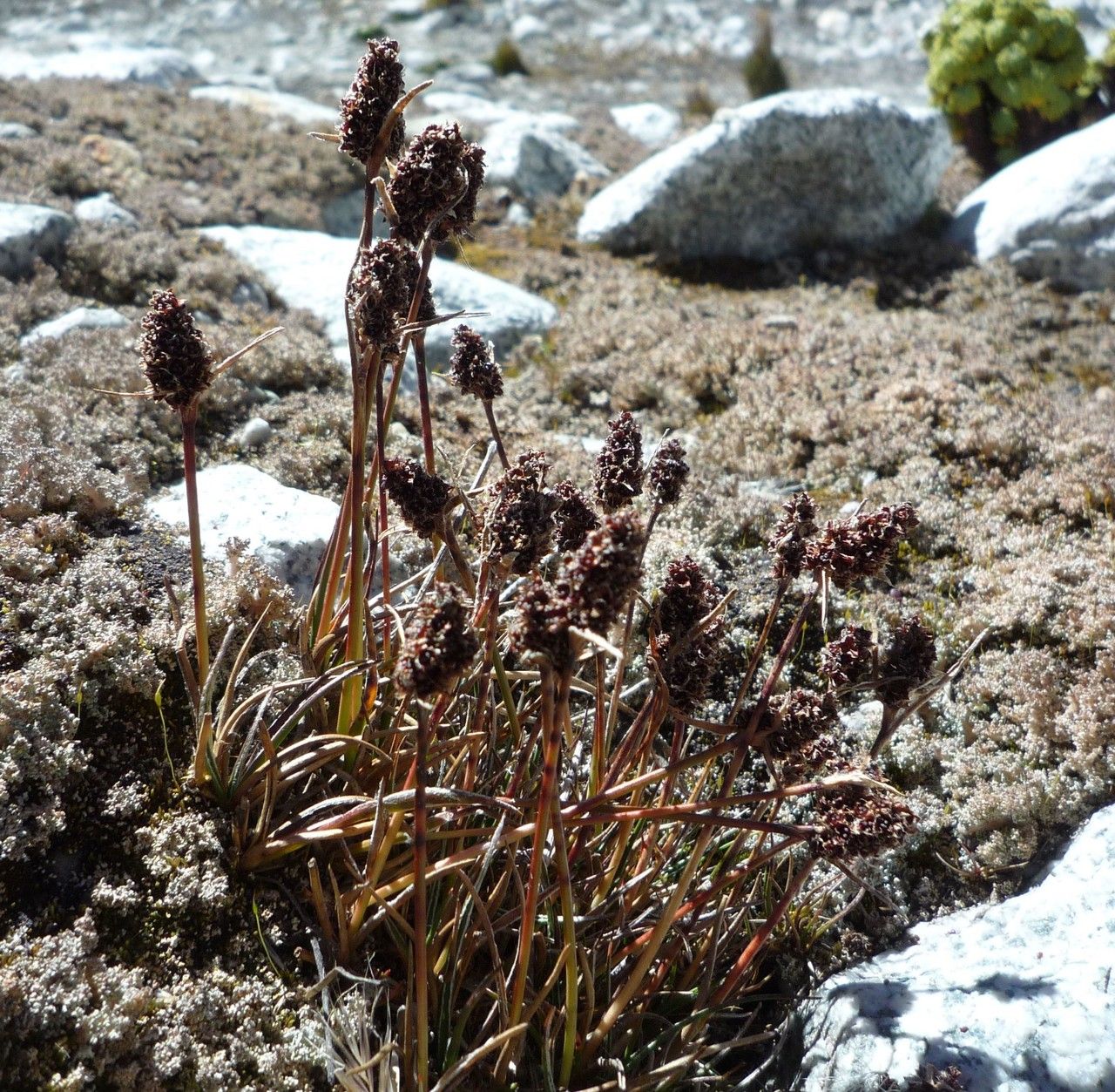 Luzula vulcanica habit