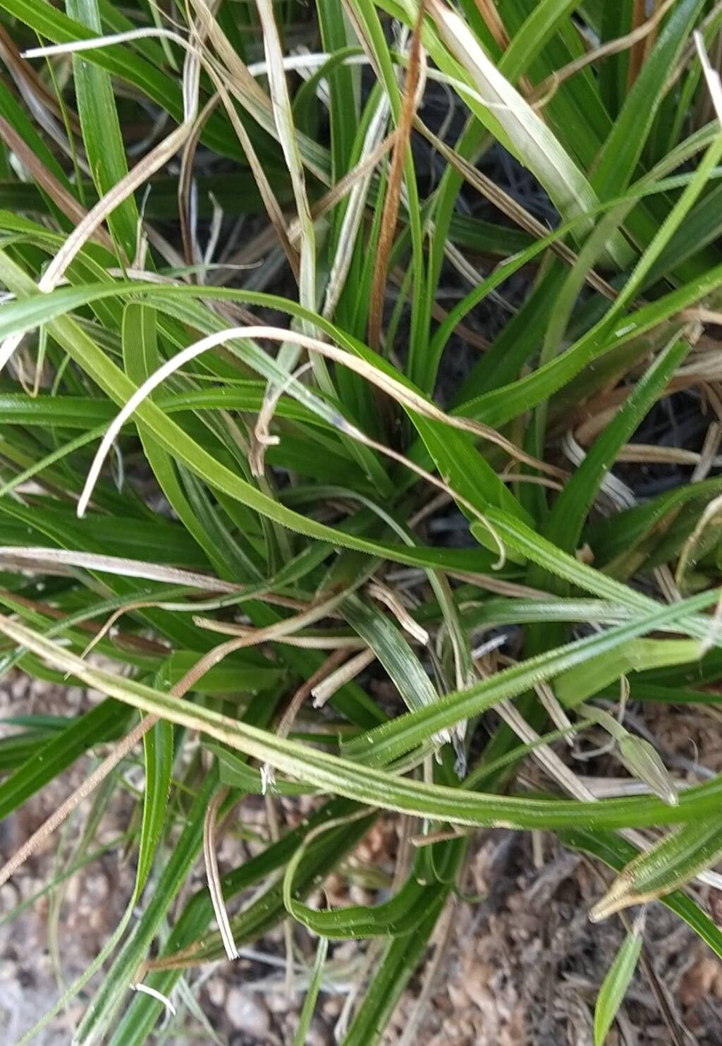 Cyperus alatus leaf