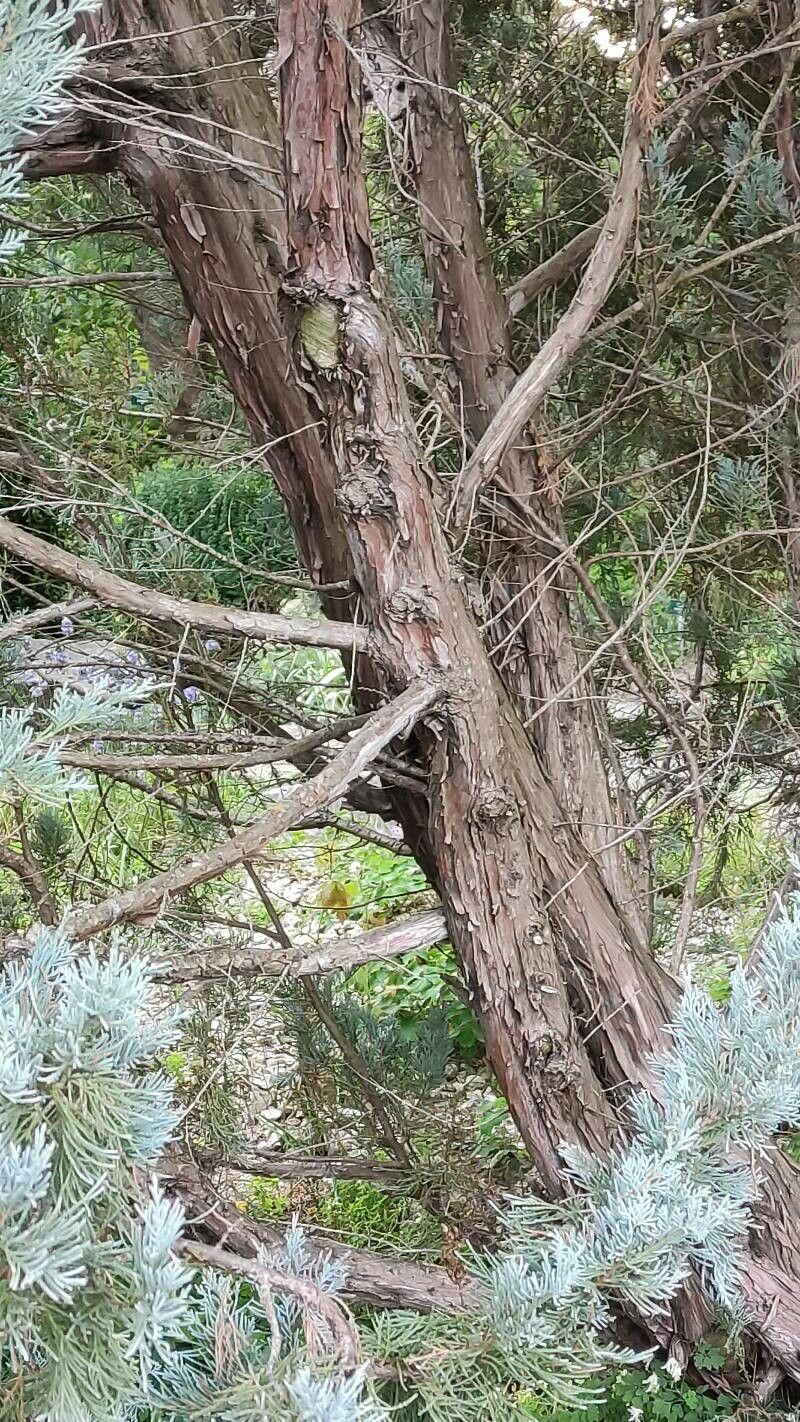 Juniperus scopulorum bark