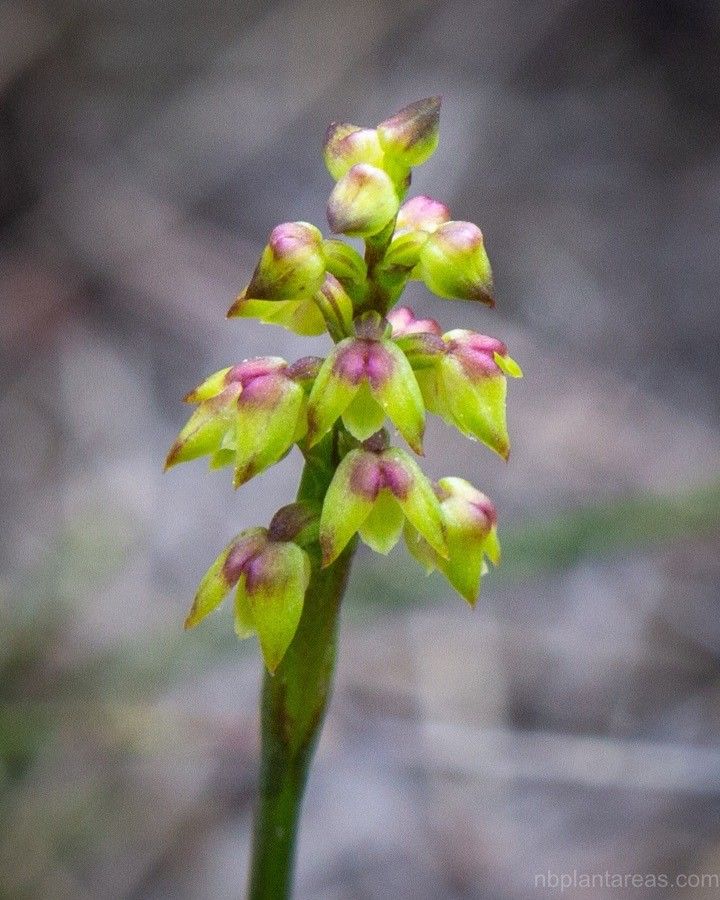 Genoplesium pumilum — related species from the same genus