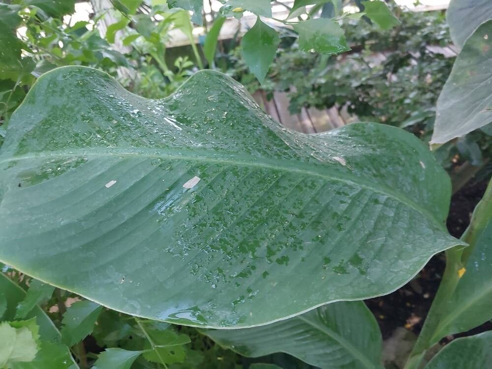 Episcia punctata — related species from the same genus