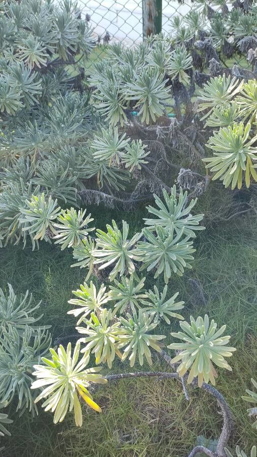 Tournefortia gnaphalodes — search result for 'Tournefortia'