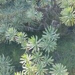 Tournefortia gnaphalodes