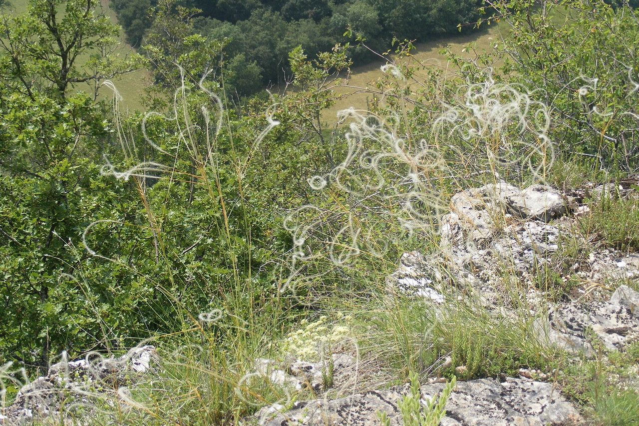 Stipa gallica habit