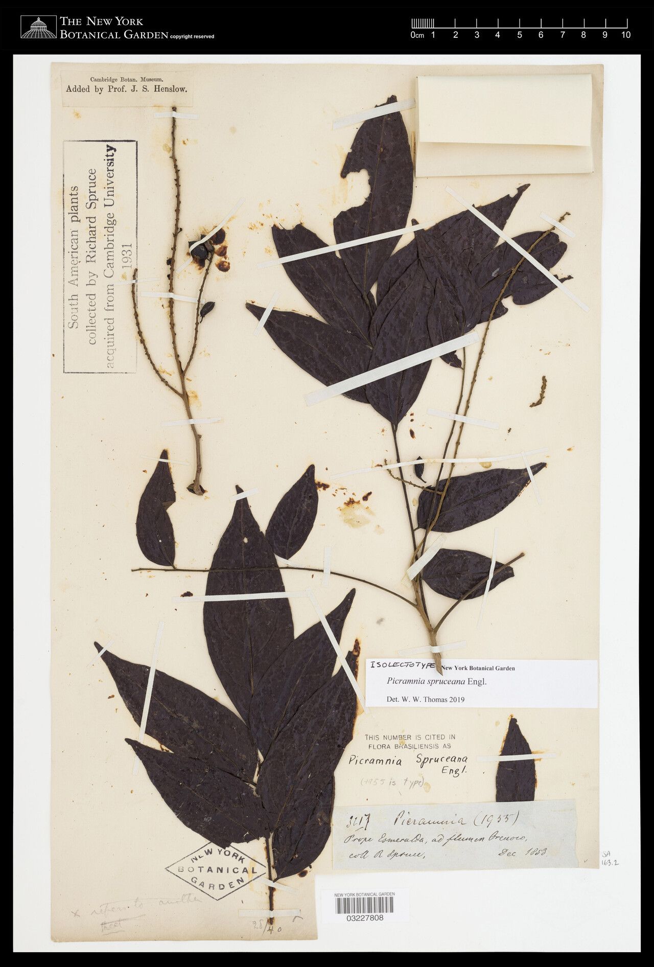 Picramnia spruceana — houseplant care guide