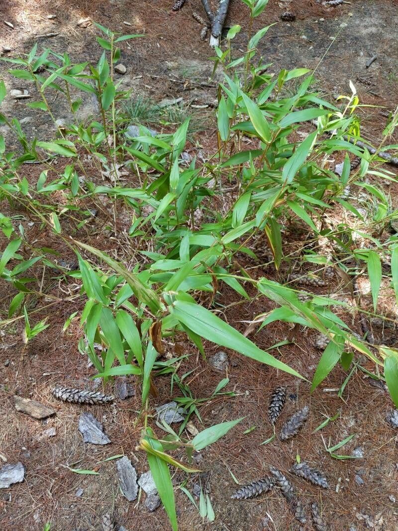 Lasiacis divaricata leaf