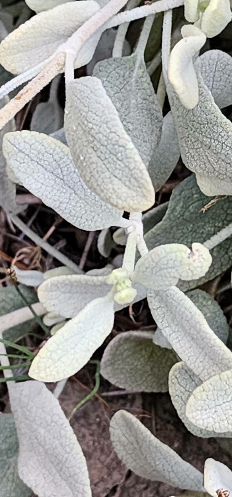Phlomis olivieri leaf