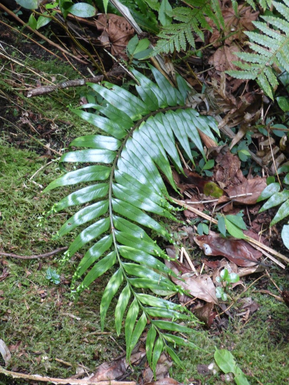 Asplenium daucifolium leaf