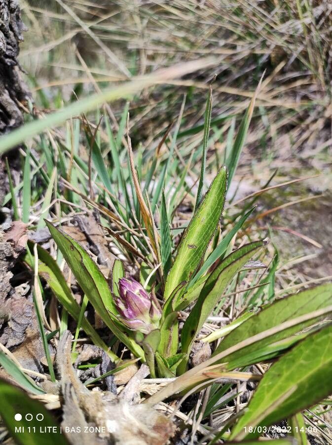 Valeriana pilosa habit
