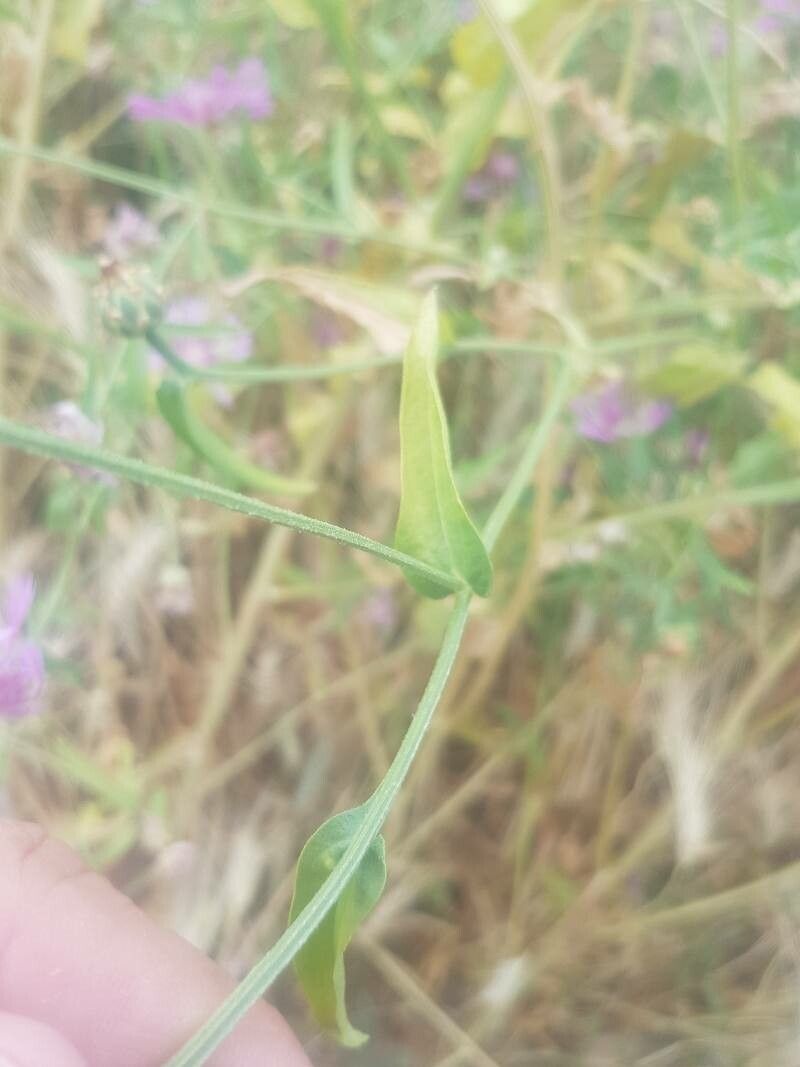 Centaurea diluta leaf