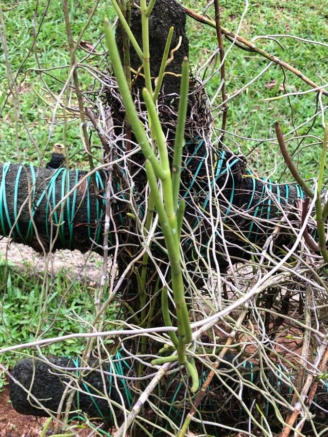 Papilionanthe teres bark