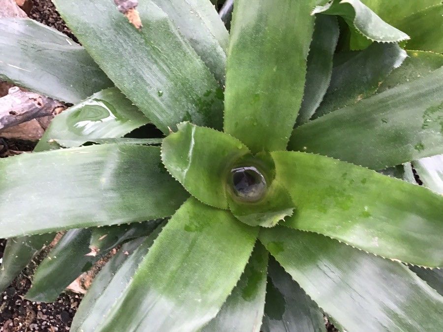 Tillandsia brachycaulos leaf