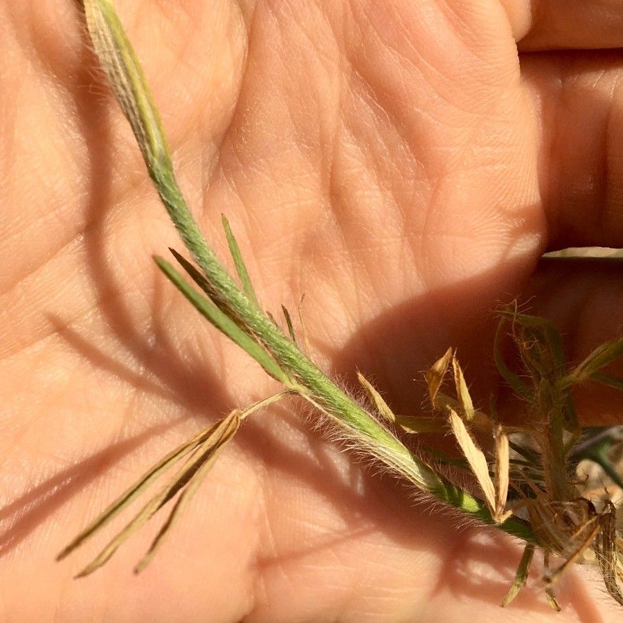 Trifolium purpureum leaf