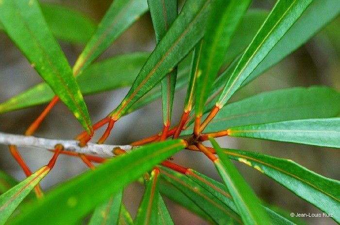 Codiaeum oligogynum fruit