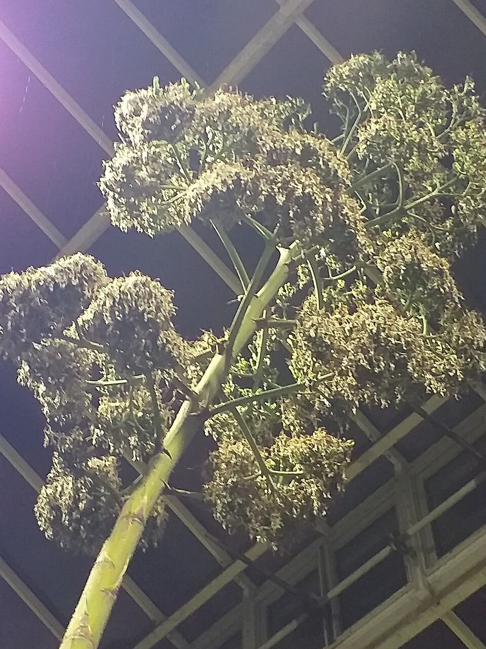 Agave tequilana flower