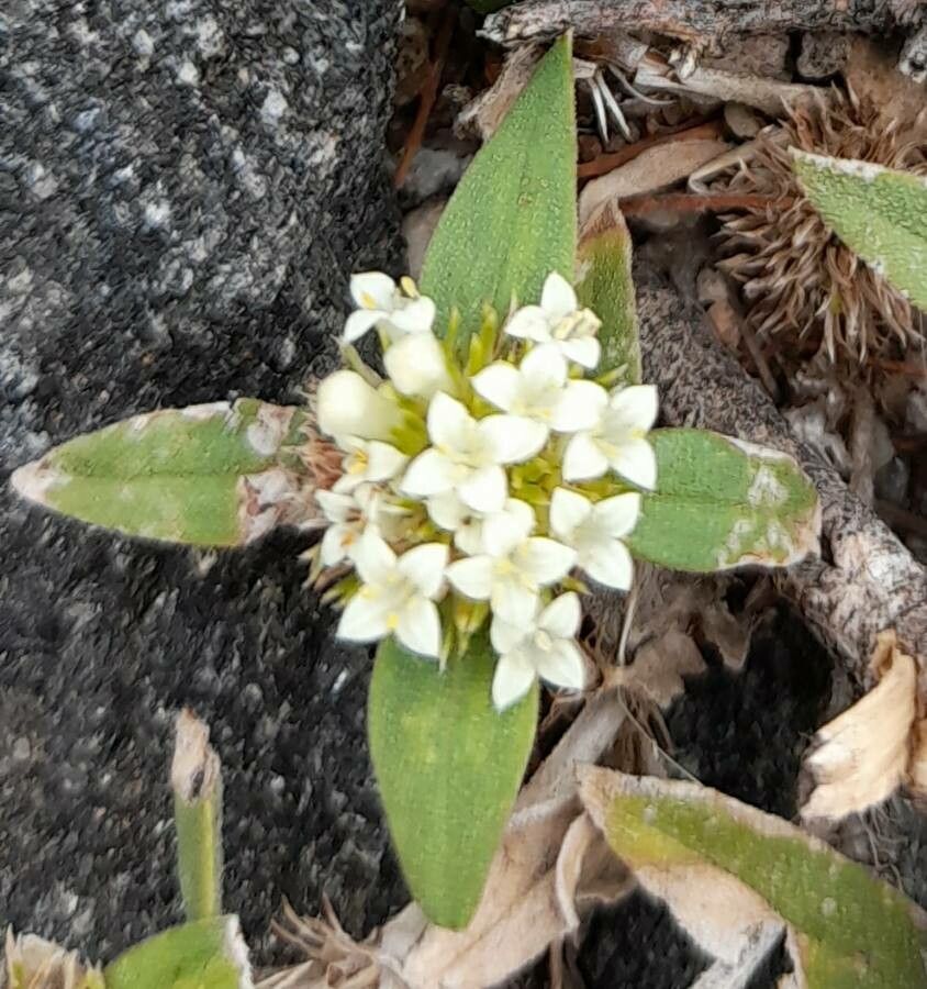 Mitracarpus megapotamicus flower