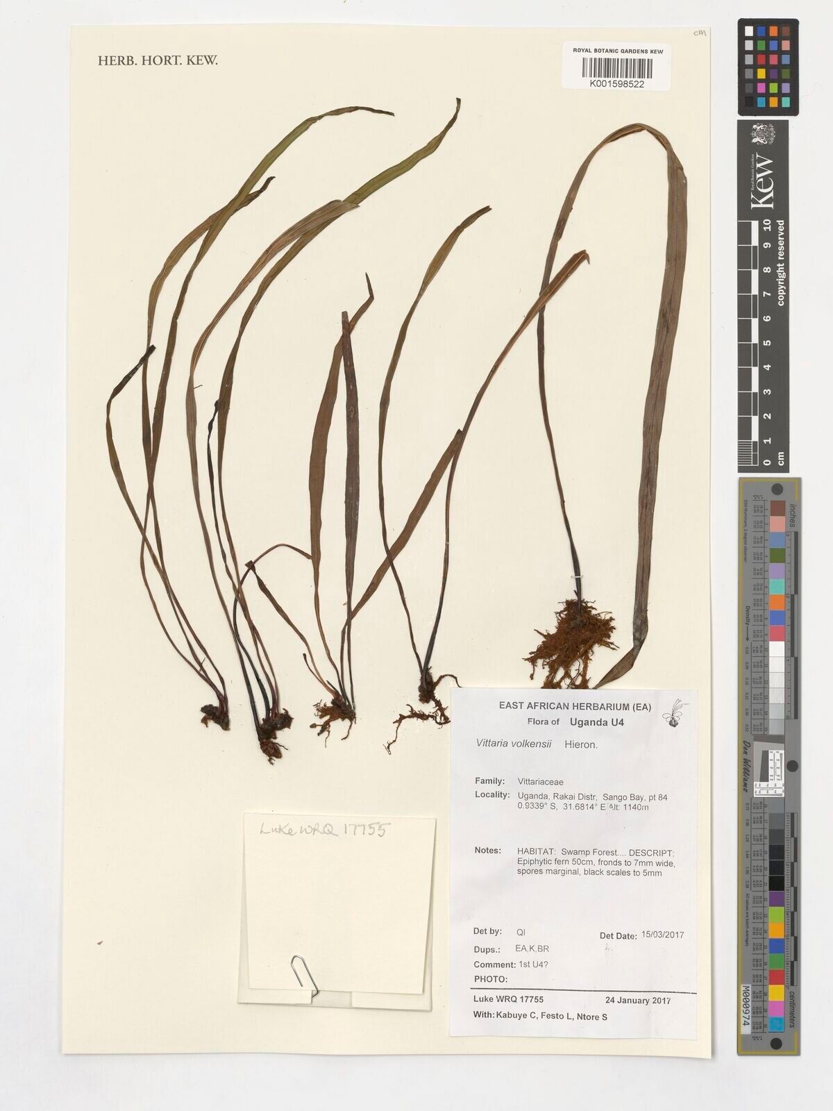 Haplopteris volkensii — houseplant care guide