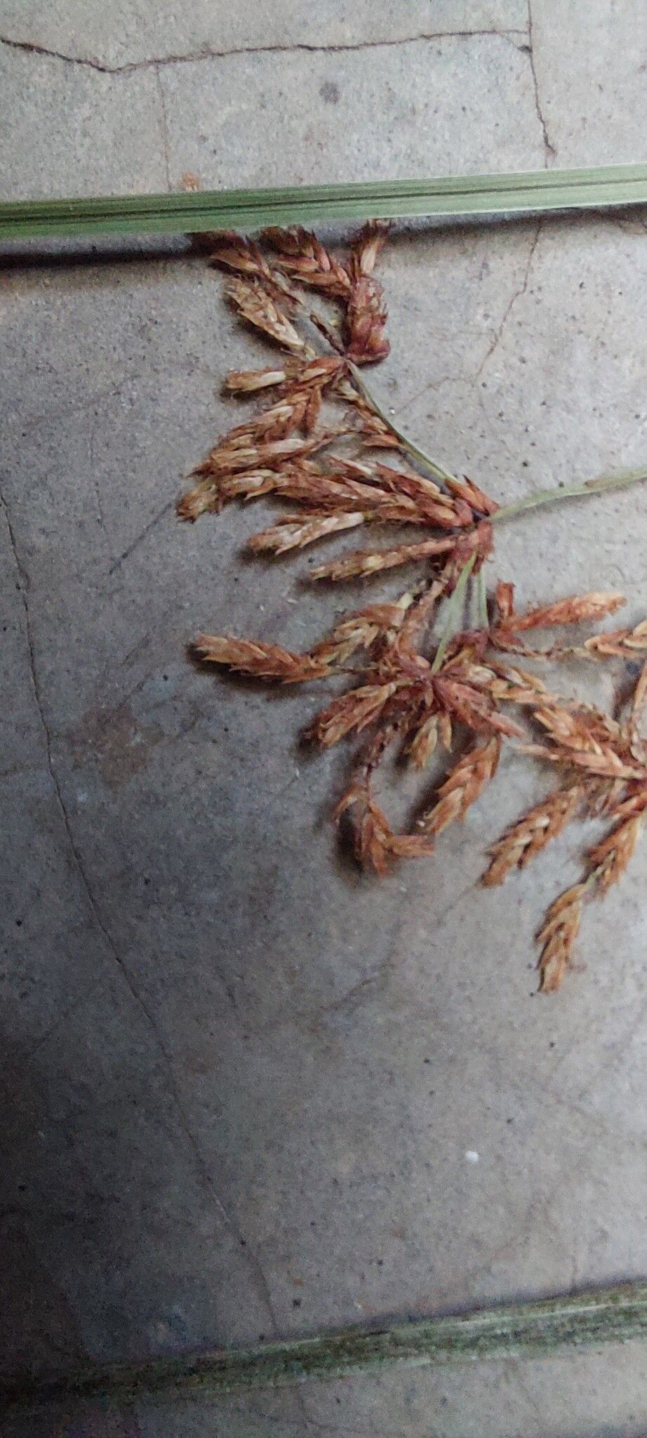 Cyperus glaucophyllus flower