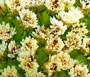 Psiadia arguta — houseplant care guide