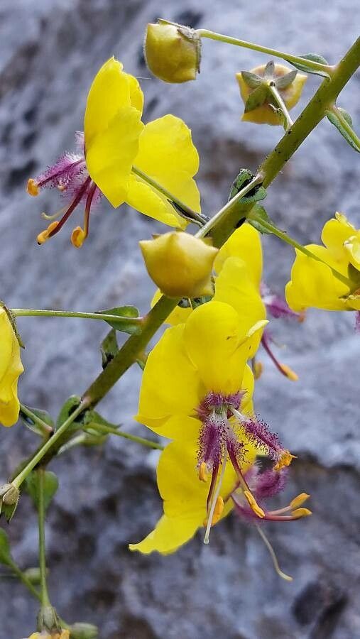 Verbascum arcturus flower