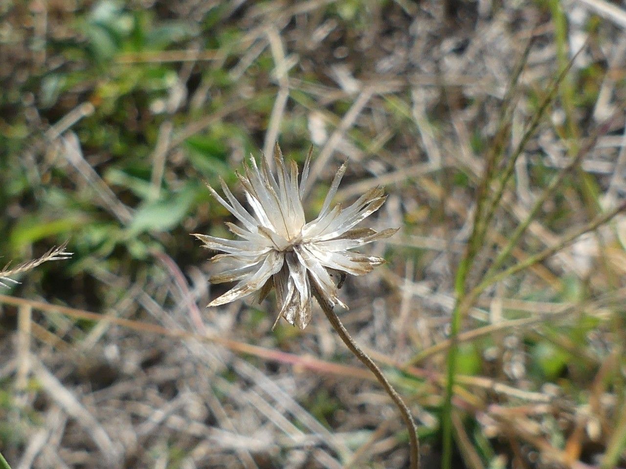 Tridax procumbens fruit