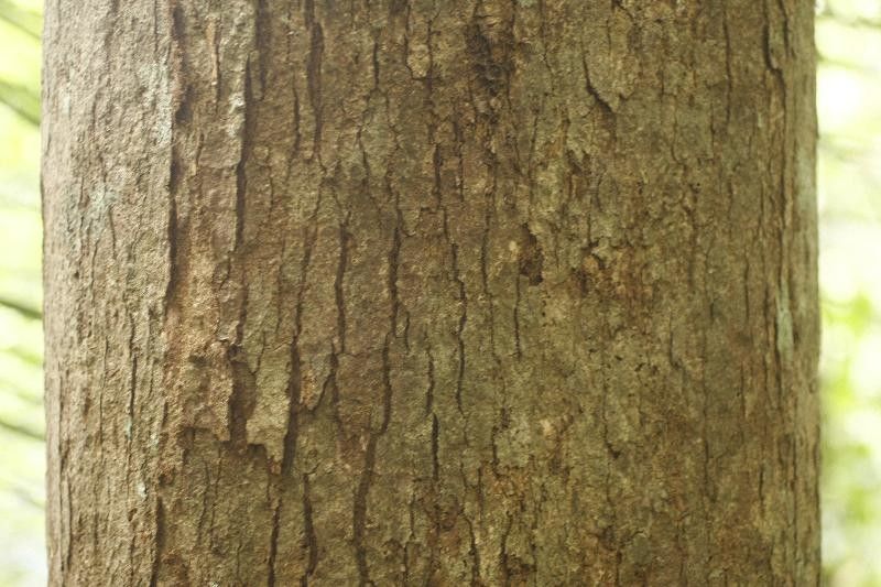 Swartzia panacoco bark