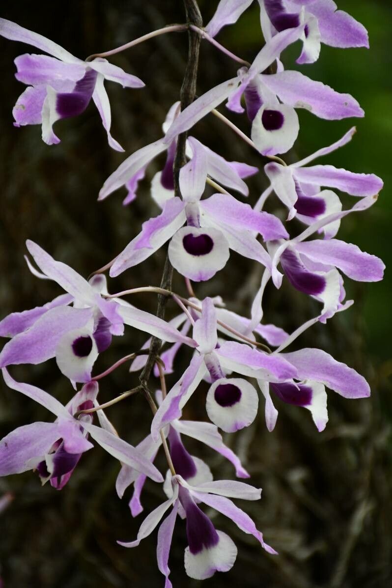 Dendrobium lituiflorum flower