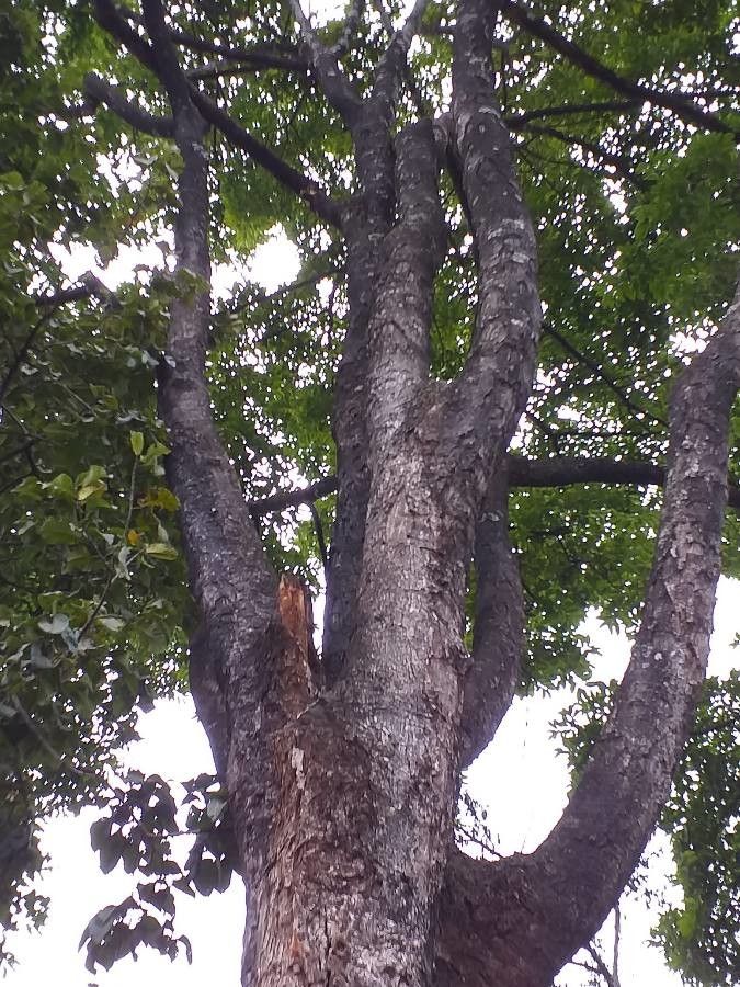 Swietenia mahagoni leaf