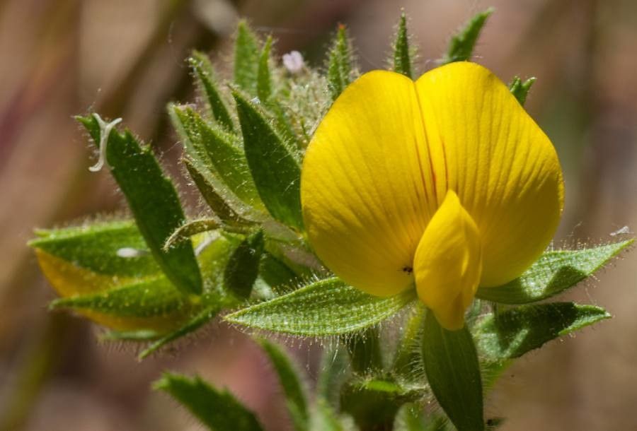 Ononis pubescens flower