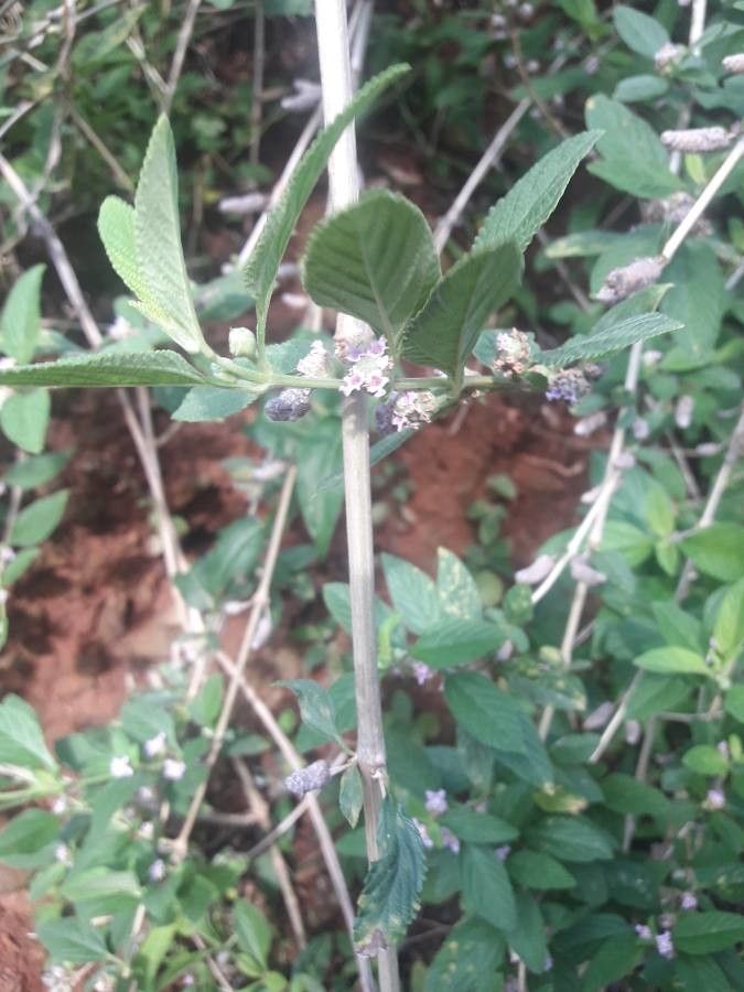 Lippia alba flower