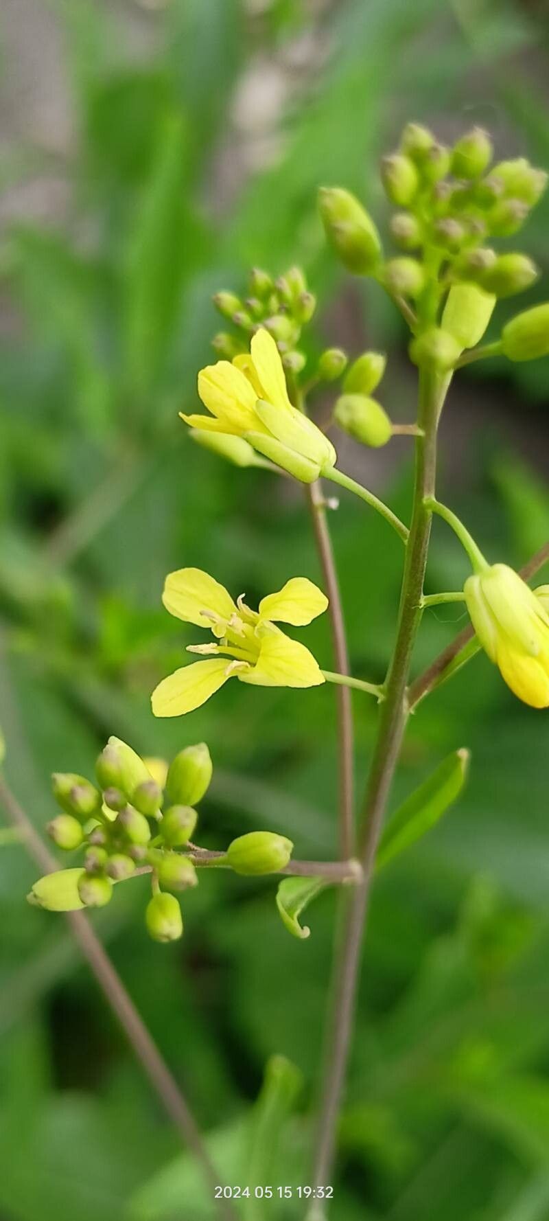 Sisymbrium volgense flower