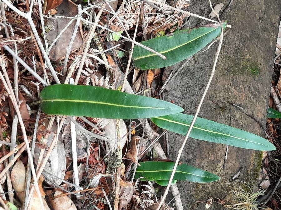 Elaphoglossum lingua — houseplant care guide