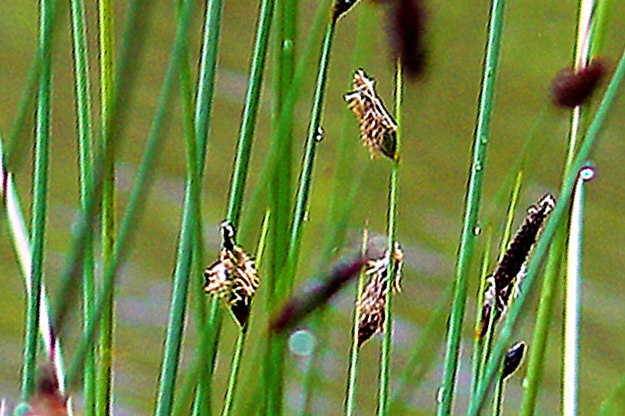 Lepironia articulata — search result for 'Fiji'